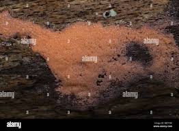 Attēlu rezultāti vaicājumam “Arcyria affinis young”