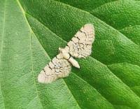 Attēlu rezultāti vaicājumam “Eupithecia venosata”