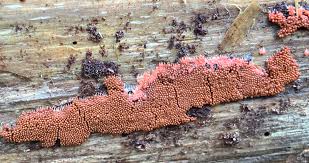 Attēlu rezultāti vaicājumam “Heterotrichia ferruginea (syn. Arcyria ferruginea) macro”