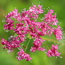 Attēlu rezultāti vaicājumam “Pimpinella major flower”