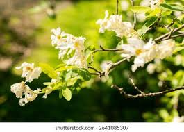 Attēlu rezultāti vaicājumam “Exochorda giraldii var. wilsonii”