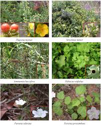 Attēlu rezultāti vaicājumam “Linaceae”