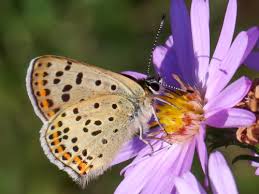 Attēlu rezultāti vaicājumam “Lycaena tityrus female”