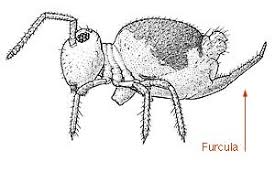 Attēlu rezultāti vaicājumam “Collembola”