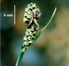 Attēlu rezultāti vaicājumam “Carex dioica male flower”