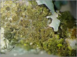 Attēlu rezultāti vaicājumam “Scoliciosporum chlorococcum”