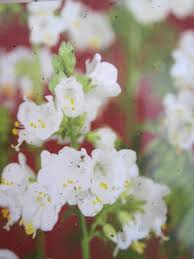 Image result for Polemonium coeruleum album