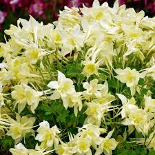 Image result for Aquilegia caerulea