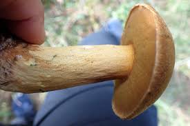 Attēlu rezultāti vaicājumam “Suillus variegatus”