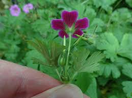 Attēlu rezultāti vaicājumam “Selinum carvifolia flower”
