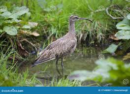 Attēlu rezultāti vaicājumam “Numenius arquata adult”