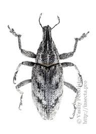 Attēlu rezultāti vaicājumam “Cleonis pigra”