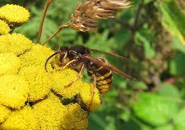 Attēlu rezultāti vaicājumam “Dolichovespula media”