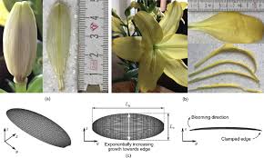 Attēlu rezultāti vaicājumam “Hemerocallis lilioasphodelus flower”