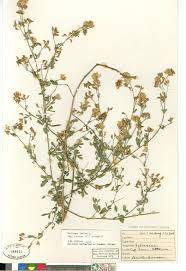 Attēlu rezultāti vaicājumam “Medicago sativa subsp. falcata”