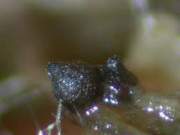 Attēlu rezultāti vaicājumam “Sordaria fimicola”