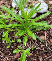 Attēlu rezultāti vaicājumam “Campanula persicifolia bud”