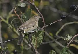 Attēlu rezultāti vaicājumam “Sylvia borin adult”