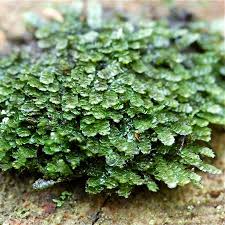 Attēlu rezultāti vaicājumam “Calypogeia muelleriana”