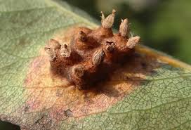 Attēlu rezultāti vaicājumam “Gymnosporangium sabinae”