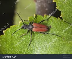 Attēlu rezultāti vaicājumam “Anastrangalia sanguinolenta female”