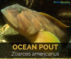 Image result for Zoarces americanus