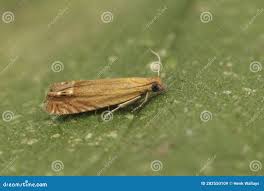 Attēlu rezultāti vaicājumam “Lathronympha strigana”