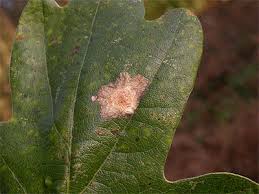 Attēlu rezultāti vaicājumam “Tischeria ekebladella”