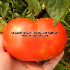Afbeeldingsresultaat voor mortgage lifter bicolor strain tomato