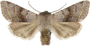 Attēlu rezultāti vaicājumam “Orthosia opima”