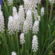 Attēlu rezultāti vaicājumam “Muscari botryoides flower”