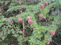 Attēlu rezultāti vaicājumam “Larix kaempferi female flower”