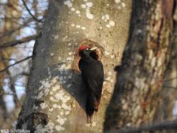 Attēlu rezultāti vaicājumam “Dryocopus martius nest”