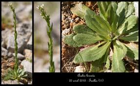 Attēlu rezultāti vaicājumam “Arabis hirsuta”