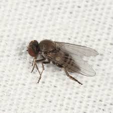 Attēlu rezultāti vaicājumam “Platypezidae”