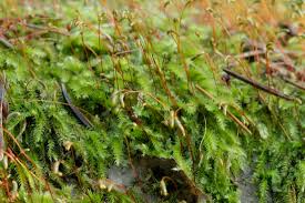 Attēlu rezultāti vaicājumam “Herzogiella seligeri”