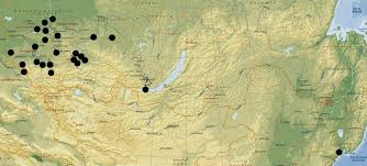 Attēlu rezultāti vaicājumam “Orsodacne cerasi”