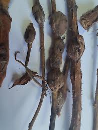 Attēlu rezultāti vaicājumam “Lasioptera rubi larva”