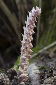 Attēlu rezultāti vaicājumam “Lathraea squamaria flower”