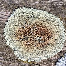 Attēlu rezultāti vaicājumam “Lecanora muralis”