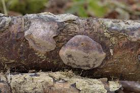 Attēlu rezultāti vaicājumam “Phellinus pomaceus”
