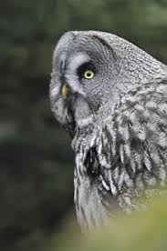 Attēlu rezultāti vaicājumam “Strigiformes”