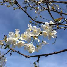 Attēlu rezultāti vaicājumam “Prunus avium flower”