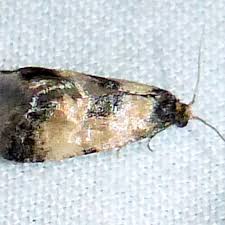 Attēlu rezultāti vaicājumam “Cochylis dubitana”