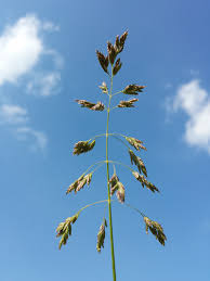 Attēlu rezultāti vaicājumam “Poa pratensis”