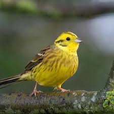 Attēlu rezultāti vaicājumam “Emberiza citrinella”