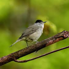 Image result for Sylvia atricapilla