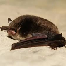 Attēlu rezultāti vaicājumam “Myotis daubentonii”