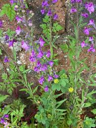 Image result for Linaria vulgaris