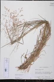 Attēlu rezultāti vaicājumam “Agrostis capillaris”